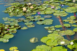 Best Lotus365 Review India vs Dafabet: Which Is Better for Indians in 2027?